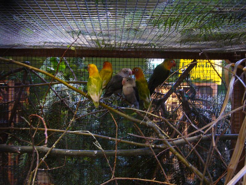 Ortsschau Langenberg 2008 255.jpg - Voliere von Werner Winkenhoff